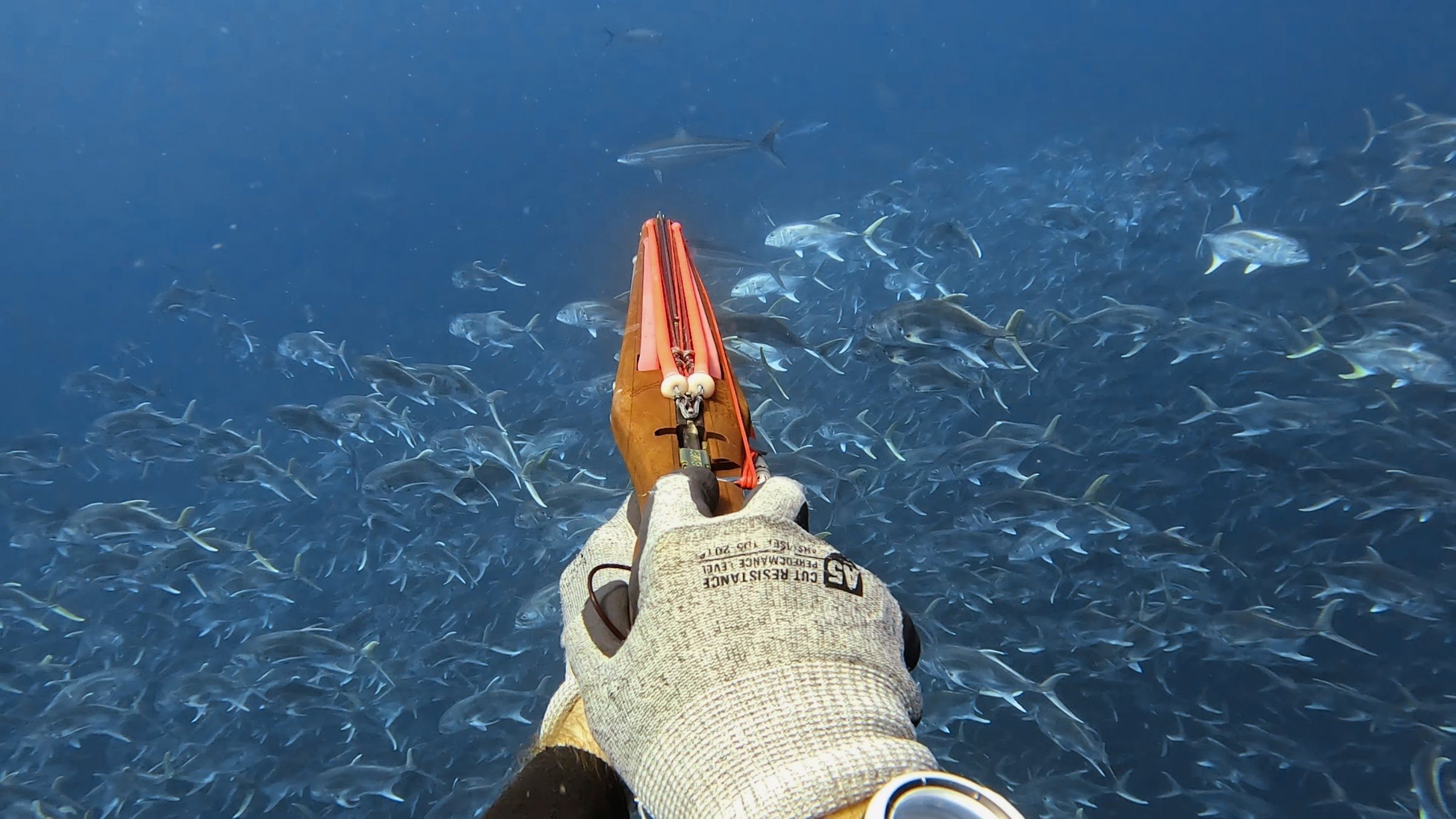 Spearfishing